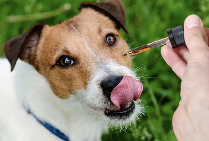 CBD Mct Oil For Dogs