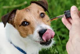 CBD Oil For Dogs