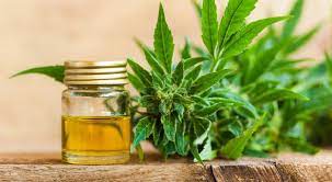 CBD Oil Myrtle Beach