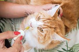 Can A Cat Overdose On CBD Oil