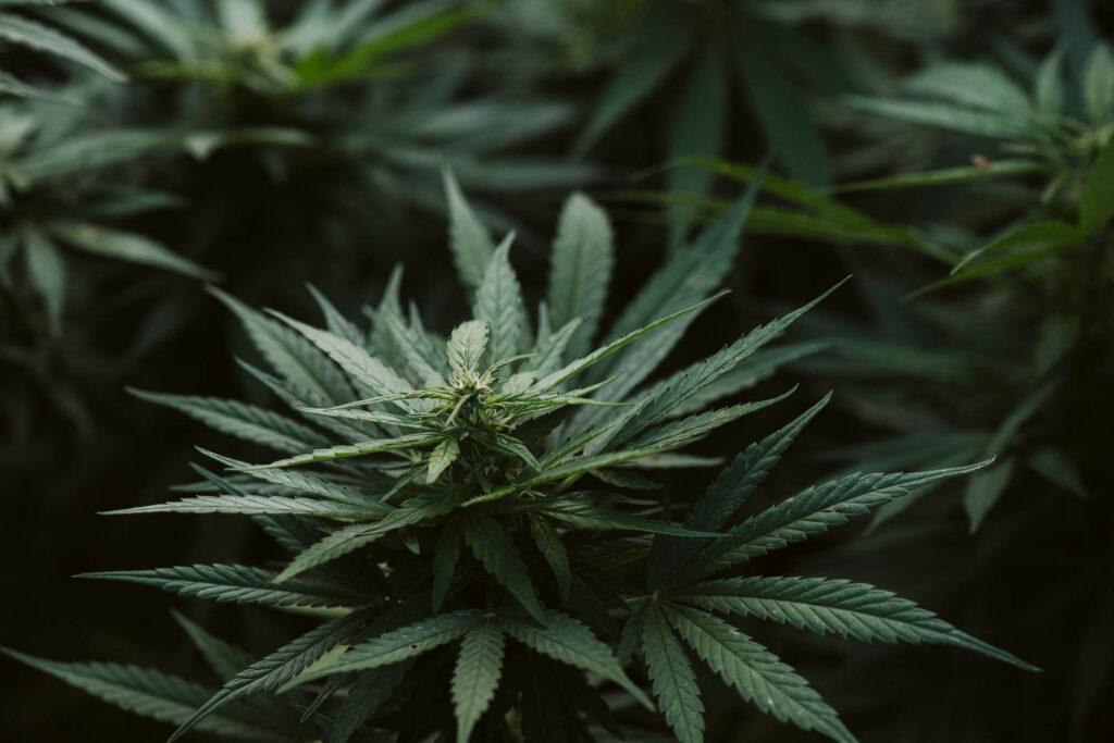 Plnt CBD Oil