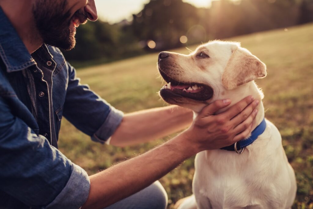 is cbd oil different for dogs and humans