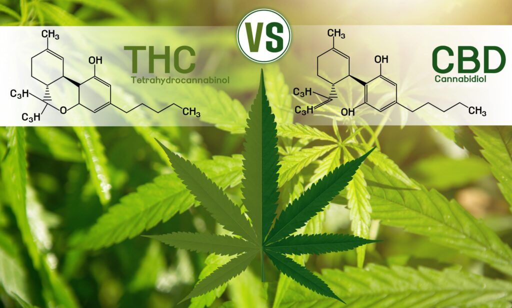 CBD vs. THC Differences and Benefits