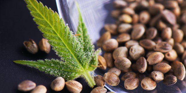 Steps to Properly Store Your Cannabis Seeds