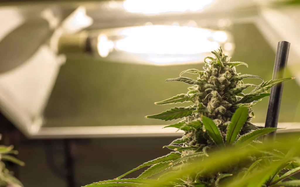 Indoor Cannabis