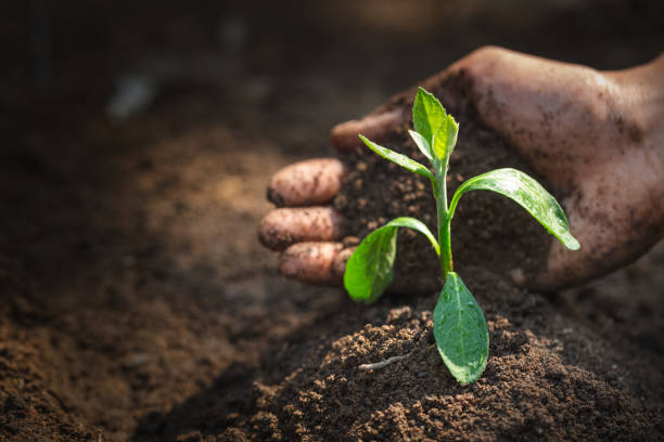 How Long Does It Take for Cannabis Seeds to Sprout