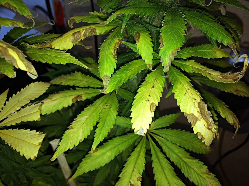 Understanding Cannabis and Its Components