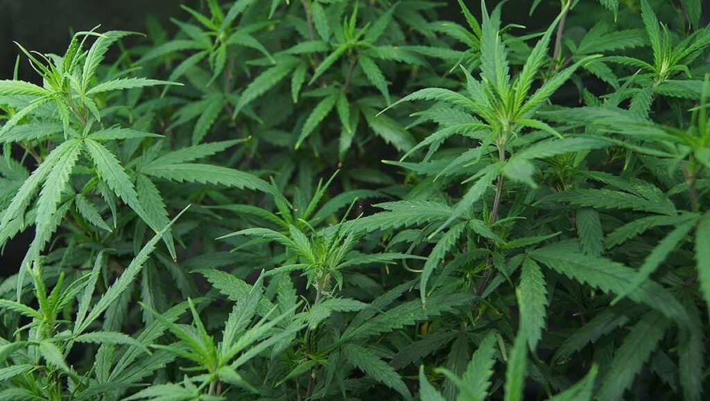 What is Medical Cannabis