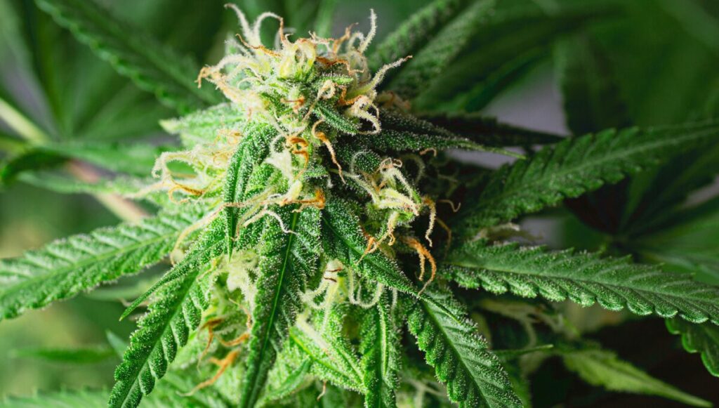 How Cannabis Dispensaries Are Changing the Wellness Industry