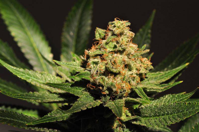 How Cannabis Dispensaries Are Helping to Normalize Cannabis Use