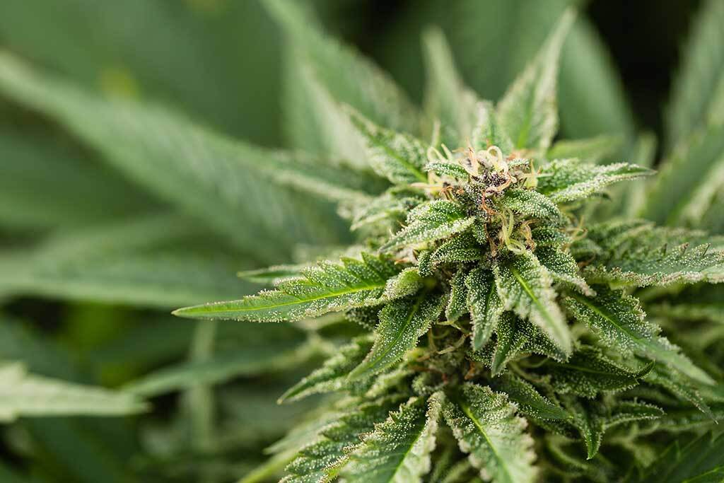 The Role of Dispensaries in Normalizing Cannabis Use