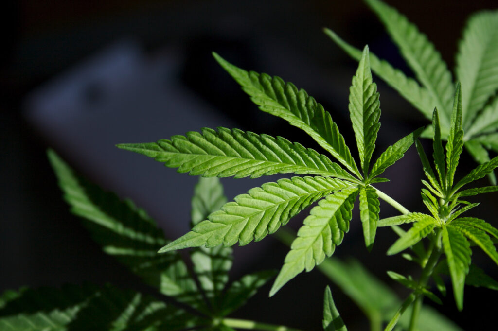 Cannabis and Endocannabinoid System