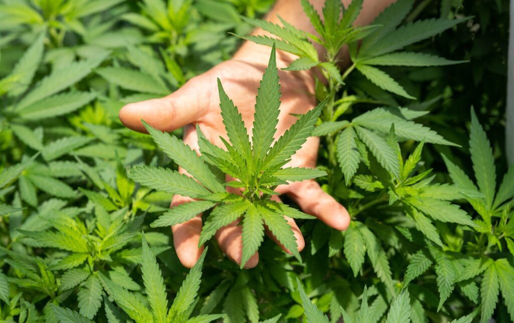 The Rise of Microdosing Dispensary Tips for Safe, Effective Small-Batch Dosing