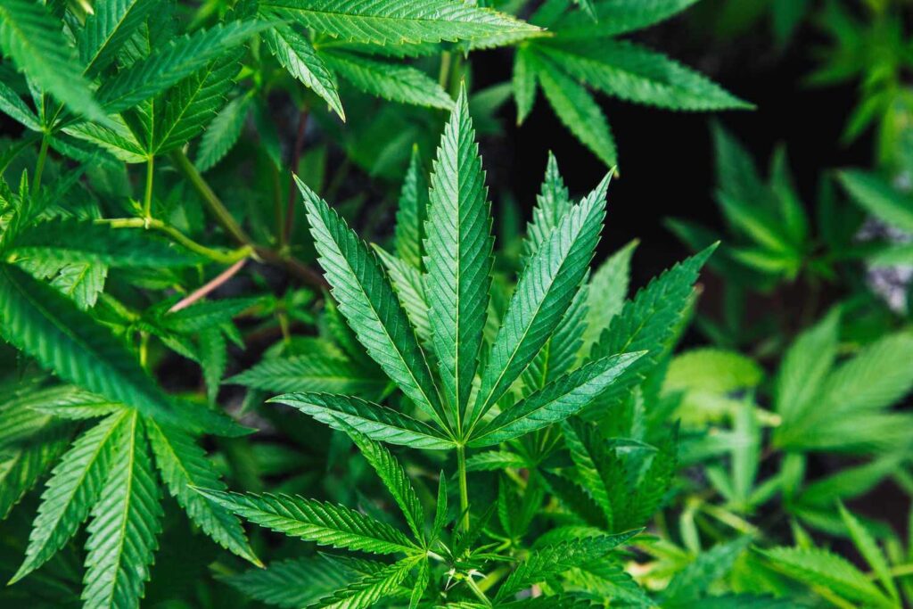 Do Cannabis Seeds Expire Everything You Need to Know