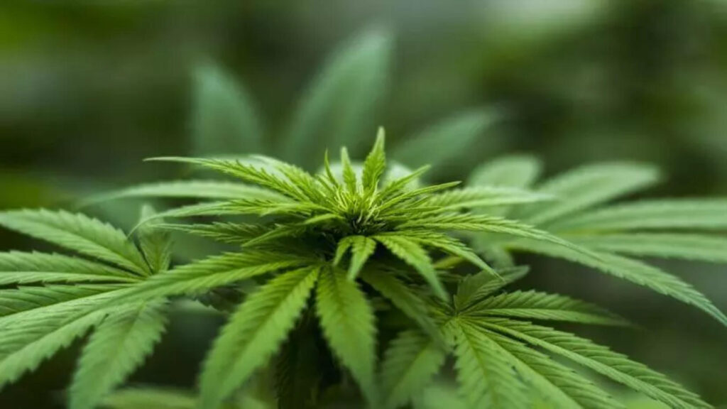 How Long Do Cannabis Seeds Last
