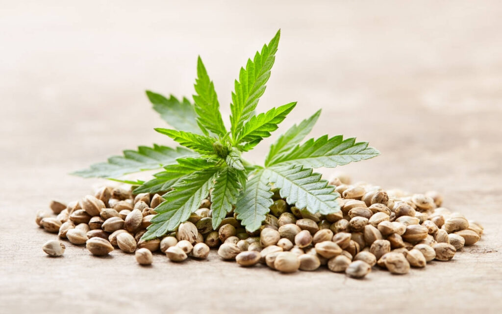 Future of cannabis in beauty