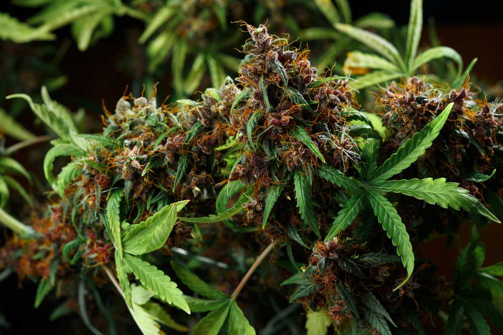 Cannabis for Wellness How Dispensaries Are Educating Customers on Medicinal Use