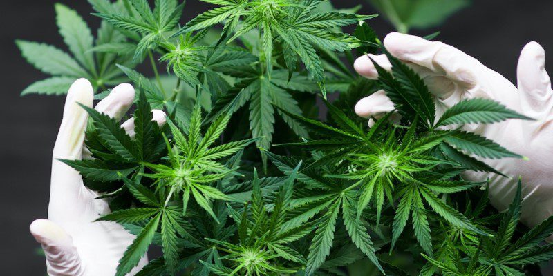 How Dispensaries Educate Customers
