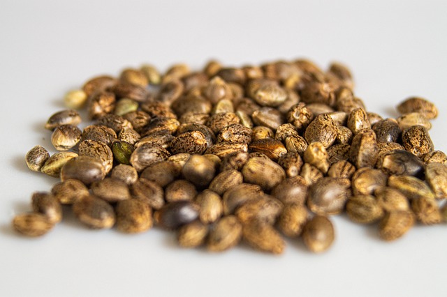 How to Identify High-Quality Cannabis Seeds Before You Buy