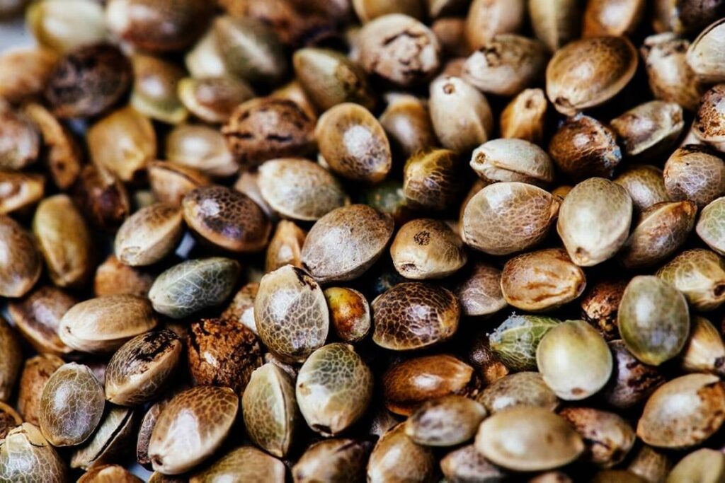 How to Spot High-Quality Cannabis Seeds
