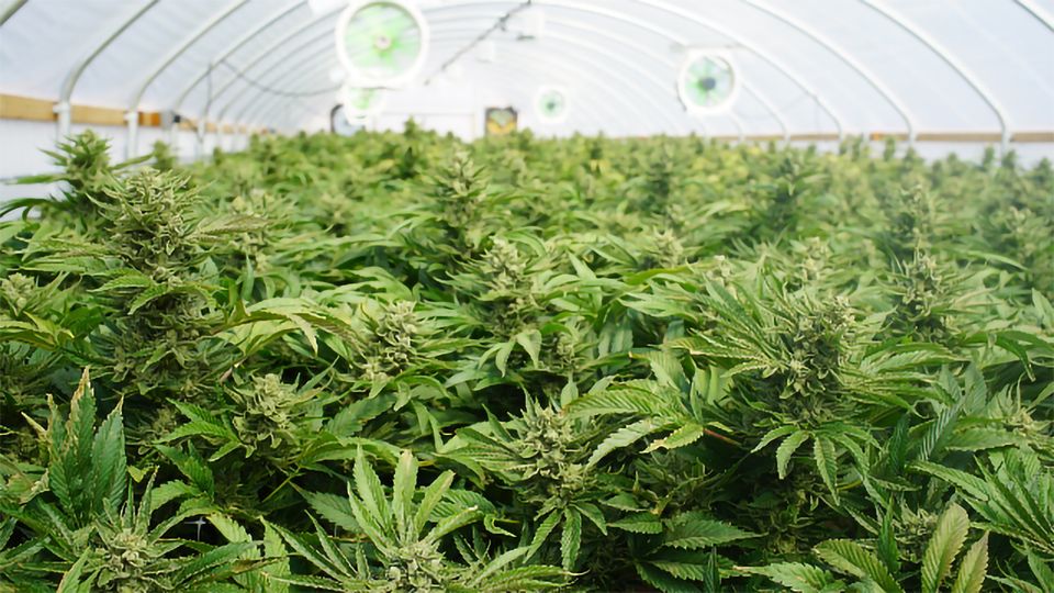 How Organic and Conventional Cannabis Are Grown