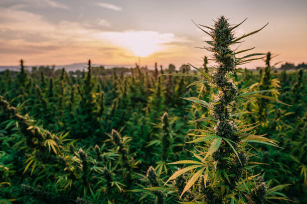 Is Organic Cannabis Really Better Lab Tests vs Marketing Claims