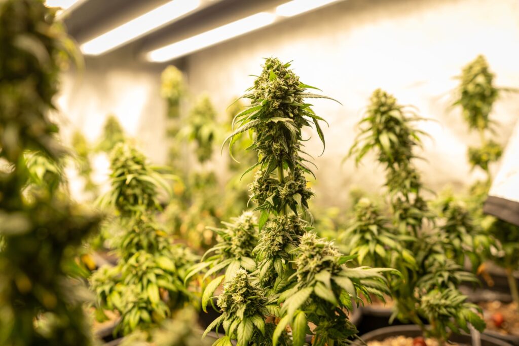 High-CBD vs High-THC Seeds – Which Should You Choose