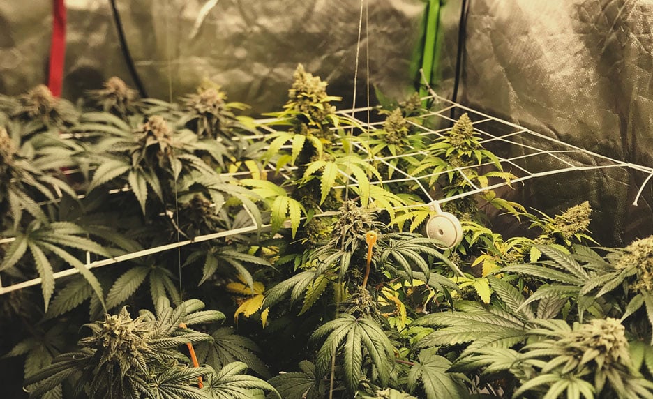 What Are High-CBD and High-THC Seeds