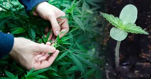 Cannabis Genetics