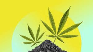 Responsible Cannabis Use