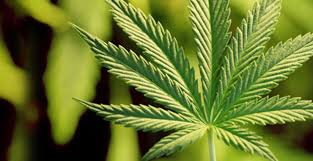 cannabis impact on wellness industry