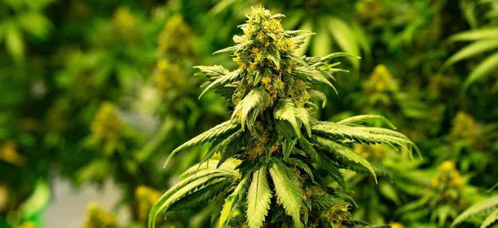 How Cannabis Dispensaries Ensure Product Quality and Safety