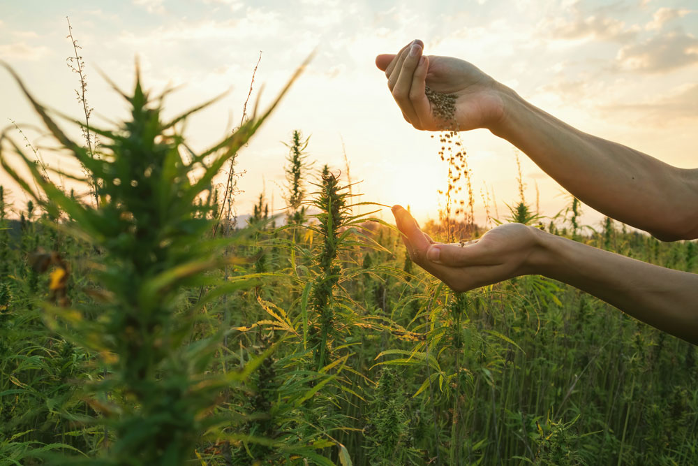 Why Quality and Safety Matter in Cannabis